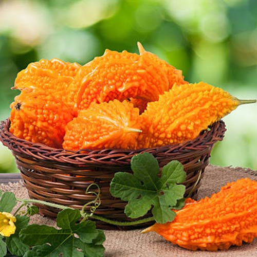 Момордика Нефрит F1 изображение 1 артикул 71621