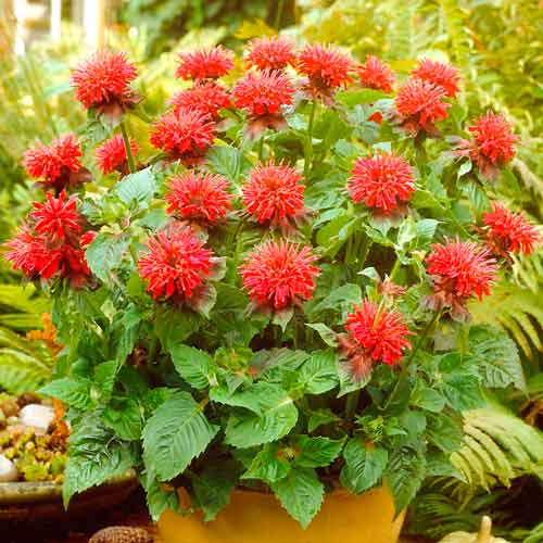 Монарда Кембридж Скарлет артикул фото 1 Монарда Кембридж Скарлет изображение 1 артикул 67257