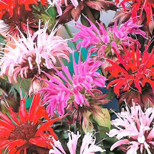 Монарда Панорама, смесь окрасок артикул фото 1 Монарда Панорама, смесь окрасок изображение 1 артикул 71486