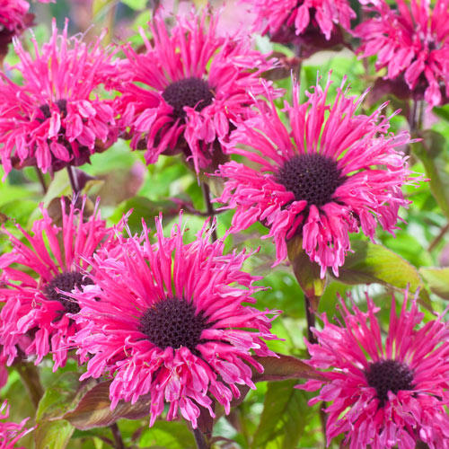 Монарда Пинк Лейс изображение 2 артикул 7244