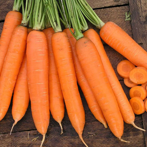 Морковь Красная звезда Уральский дачник артикул фото 1 Морковь Красная звезда Уральский дачник изображение 1 артикул 84946