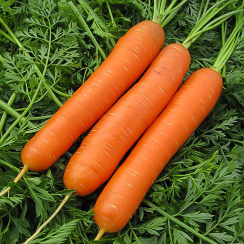 Морковь Рахат Лукум Уральский дачник изображение 1 артикул 83060