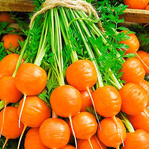 Морковь Рондо F1 артикул фото 1 Морковь Рондо F1 изображение 1 артикул 71836