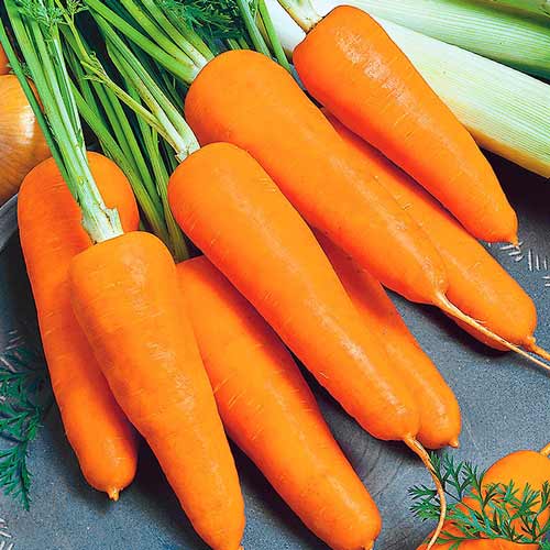 Морковь Шарлотта F1 изображение 1 артикул 69795