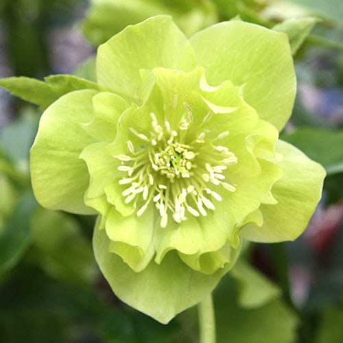 Морозник Дабл Эллен Грин изображение 1 артикул 70409