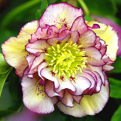 Морозник Дабл Пинк изображение 1 артикул 2998