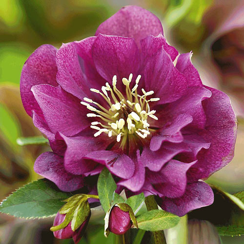 Морозник Дабл Ред изображение 1 артикул 2997