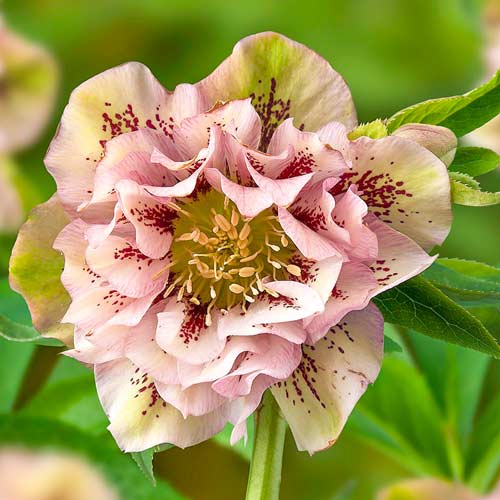 Морозник восточный Споттед Пинк артикул фото 1 Морозник восточный Споттед Пинк изображение 1 артикул 67186