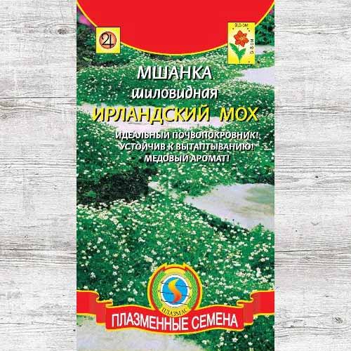 Мшанка Ирландский мох шиловидная изображение 1 артикул 83721