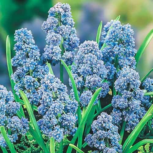 Мускари Фэнтези Криэйшн изображение 1 артикул 67402