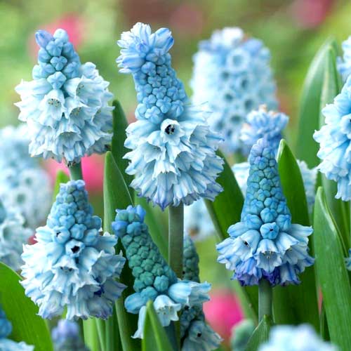 Мускари Азуреум изображение 1 артикул 67635