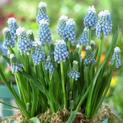 Мускари Маунт Худ изображение 1 артикул 67404
