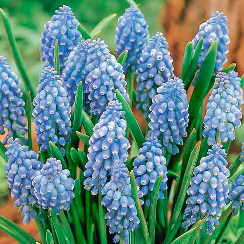 Мускари Сапфир изображение 1 артикул 68966