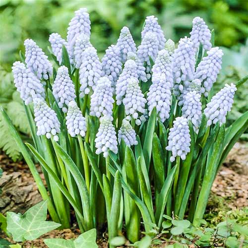 Мускари Валери Финнс  изображение 1 артикул 67407