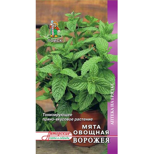 Мята садовая Ворожея Поиск изображение 1 артикул 92767