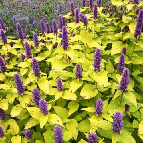 Мята Золотой юбилей Русский огород НК изображение 1 артикул 69956