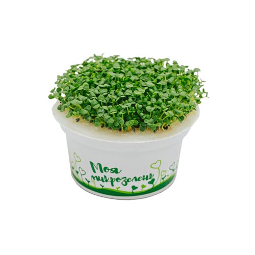 Набор "Моя микрозелень" для выращивания Базилика изображение 2 артикул 85206