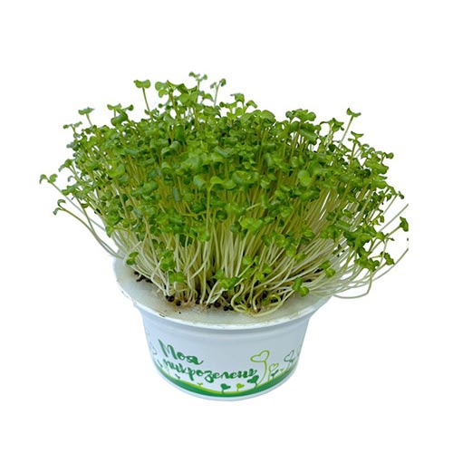 Набор для выращивания "Моя микрозелень": Брюква изображение 2 артикул 85208