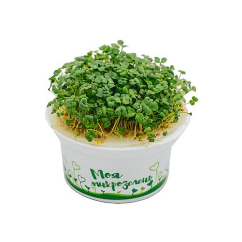 Набор для выращивания "Моя микрозелень": полезная рукола изображение 2 артикул 85207