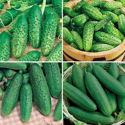 Набор гибридов огурца для консервации, смесь сортов Уральский дачник изображение 1 артикул 74190