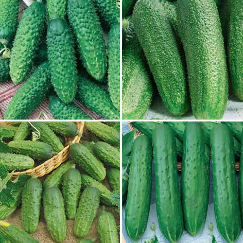 Набор гибридов огурца для засолки, смесь сортов Уральский дачник изображение 1 артикул 74189