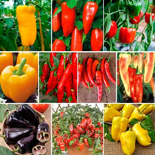 Суперпредложение! Набор семян Чудо перцы из 10 упаковок артикул фото 1 Суперпредложение! Набор семян Чудо перцы из 10 упаковок изображение 1 артикул 66320