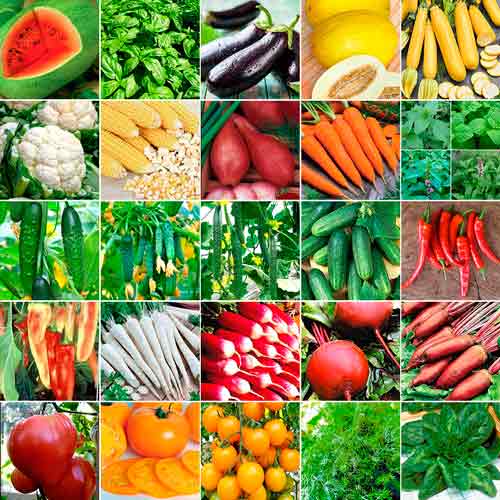 Суперпредложение! Набор семян Фантастический урожай из 25 упаковок артикул фото 1 Суперпредложение! Набор семян Фантастический урожай из 25 упаковок изображение 1 артикул 66317