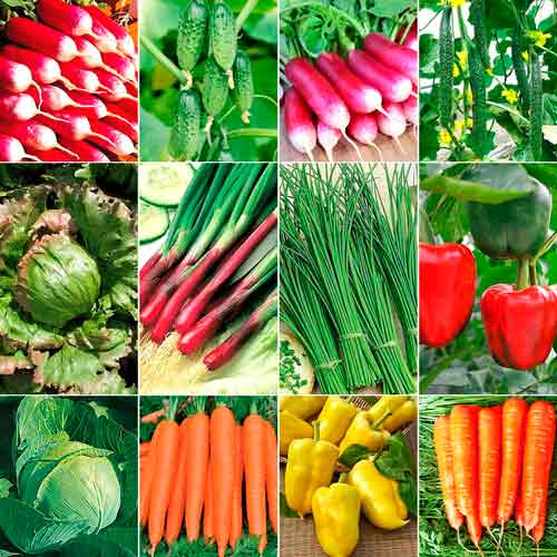 Суперпредложение! Набор семян Прекрасный хруст из 12 упаковок артикул фото 1 Суперпредложение! Набор семян Прекрасный хруст из 12 упаковок изображение 1 артикул 66319