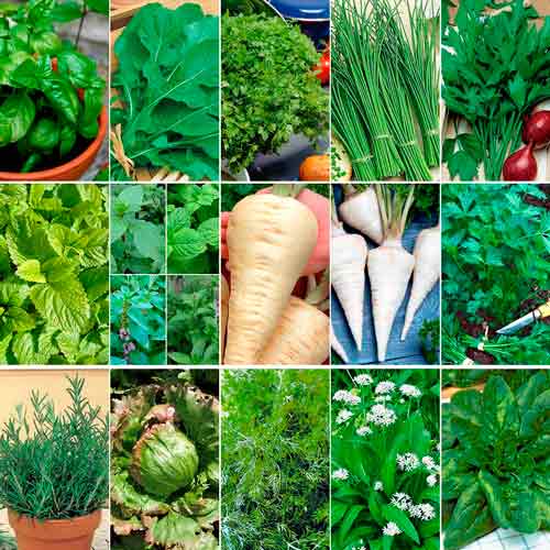 Суперпредложение! Набор семян Зеленая палитра из 15 упаковок артикул фото 1 Суперпредложение! Набор семян Зеленая палитра из 15 упаковок изображение 1 артикул 66321