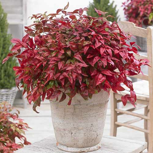 Нандина Файер Пауэр изображение 1 артикул 3961