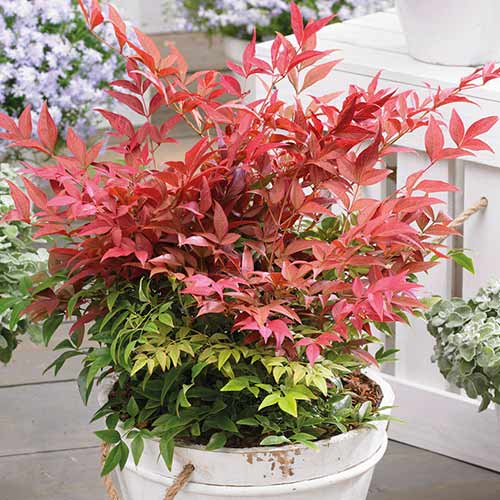 Нандина Гольфстрим артикул фото 1 Нандина Гольфстрим изображение 1 артикул 3962