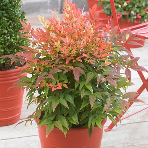 Нандина домашняя изображение 1 артикул 3960