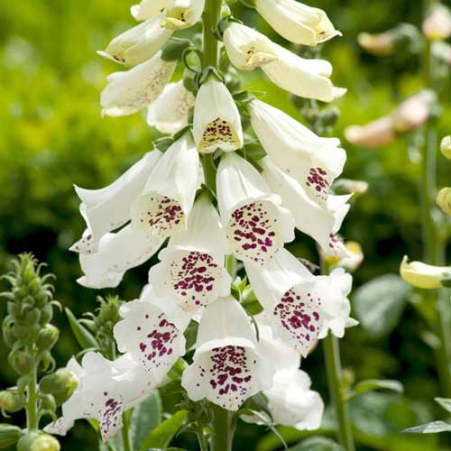 Наперстянка Камелот Кремовая изображение 1 артикул 76226