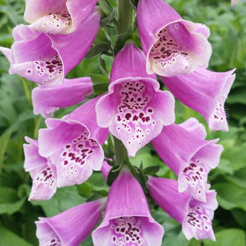 Наперстянка Камелот Лавендер изображение 1 артикул 76225