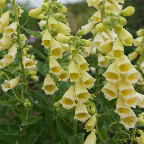 Наперстянка Кариллон изображение 1 артикул 01381