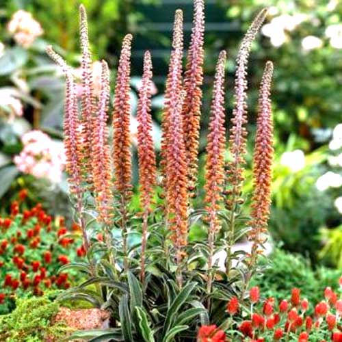 Наперстянка Молочный шоколад изображение 1 артикул 70385