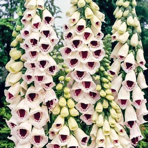 Наперстянка Пятнистый гигант изображение 1 артикул 69957