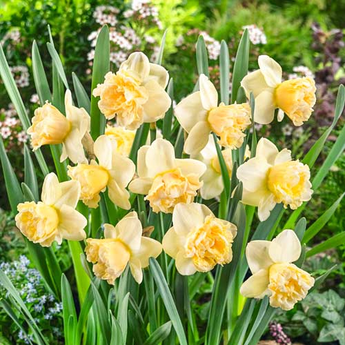 Нарцисс крупноцветковый Арт Дизайн изображение 1 артикул 67410