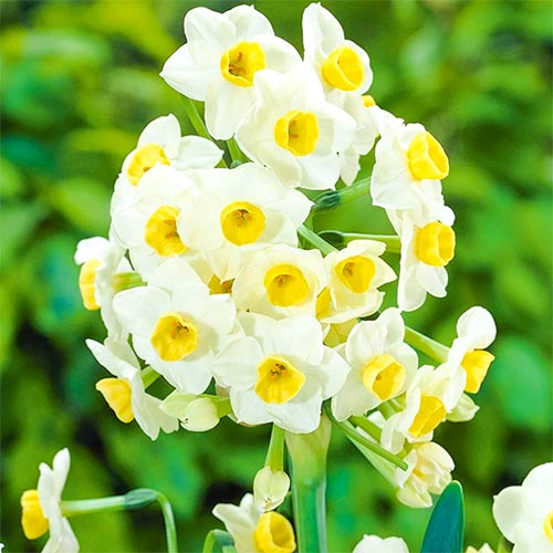 Нарцисс Аваланш артикул фото 1 Нарцисс Аваланш изображение 1 артикул 67634