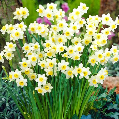 Нарцисс Аваланш артикул фото 2 Нарцисс Аваланш изображение 2 артикул 67634