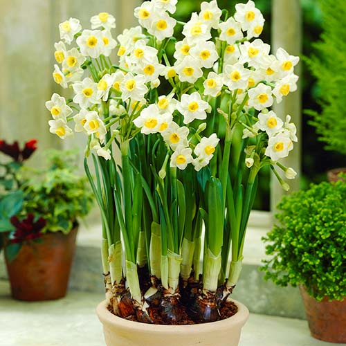 Нарцисс Аваланш артикул фото 3 Нарцисс Аваланш изображение 3 артикул 67634