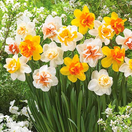 Нарцисс Дабл, микс артикул фото 1 Нарцисс Дабл, микс изображение 1 артикул 67669