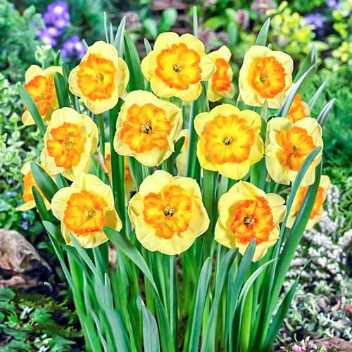 Нарцисс крупноцветковый Берлин изображение 1 артикул 68065