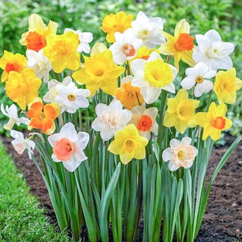 Нарцисс крупнокорончатый, микс изображение 1 артикул 67649