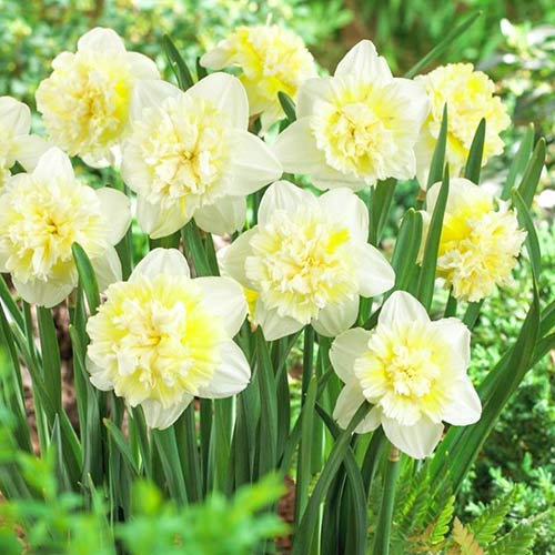 Нарцисс махровый Айс Кинг изображение 1 артикул 67415