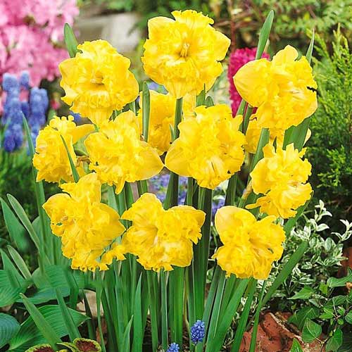 Нарцисс сплит-корона Флайер изображение 1 артикул 67433