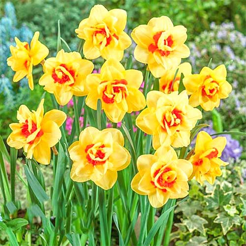 Нарцисс Инноватор изображение 1 артикул 67416