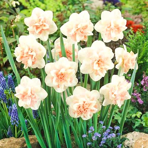 Нарцисс Рози Клауд изображение 1 артикул 67427