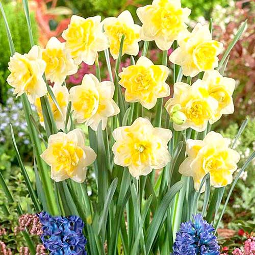 Нарцисс махровый Свит Помпонетт изображение 1 артикул 67414