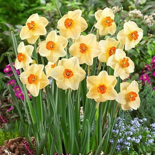 Нарцисс мелкокорончатый Альтруист изображение 1 артикул 67428